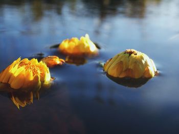 Close-up of yellow flowers in water