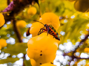 Close-up of insect on yellow flower