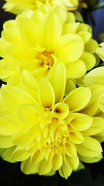 Close-up of yellow dahlia blooming outdoors