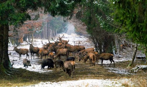 Stags in forest