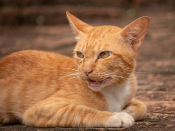 Close-up of a cat