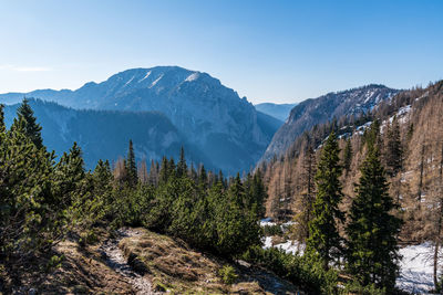 Pine trees on snowcapped mountains against sky