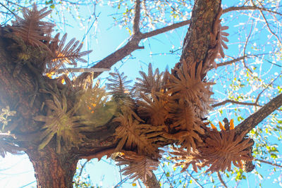 Low angle view of flower trees against sky