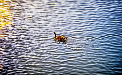 High angle view of duck swimming in lake