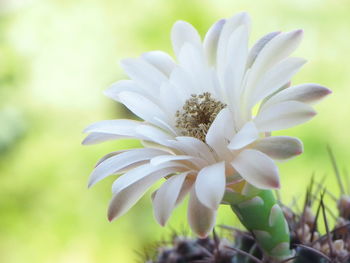 Close-up of white flowering plant