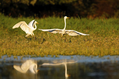 The great egret on the drava river
