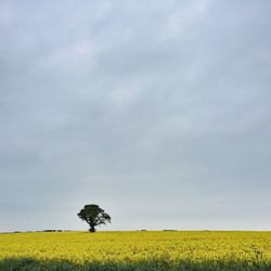 Scenic view of oilseed rape field