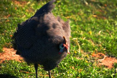 Close-up of peacock on field