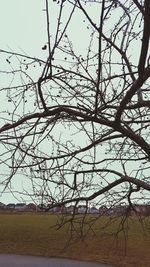 Close-up of tree against clear sky