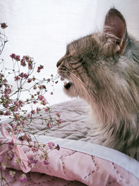 Close-up of a cat looking away