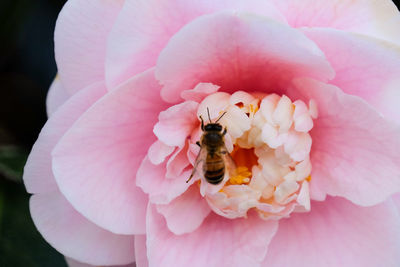 Macro shot of pink rose flower