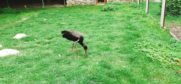 High angle view of bird on field