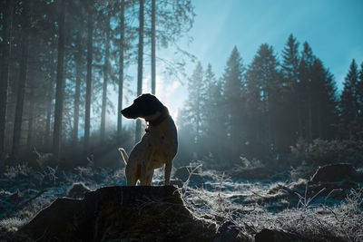 Horse standing in a forest
