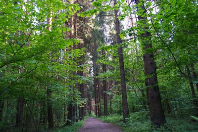 Footpath passing through forest