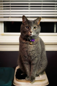 Portrait of cat sitting on window at home