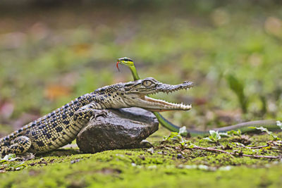 Crocodile and snake