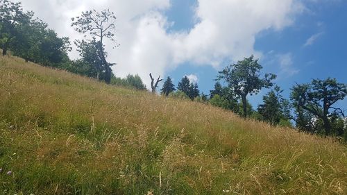 Panoramic view of field against sky