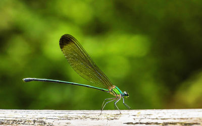 Close-up of dragonfly on leaf