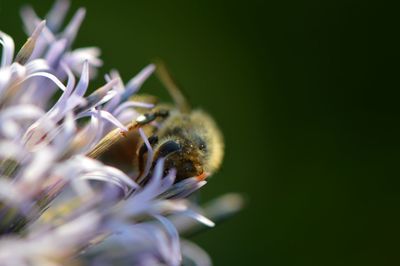 Close-up of bumblebee pollinating on thistle