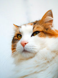 Close-up portrait of a cat