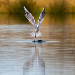 Seagulls flying over lake