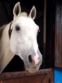 Close-up of horse