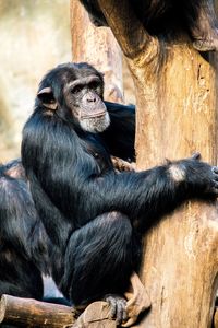 Close-up of monkey sitting at zoo