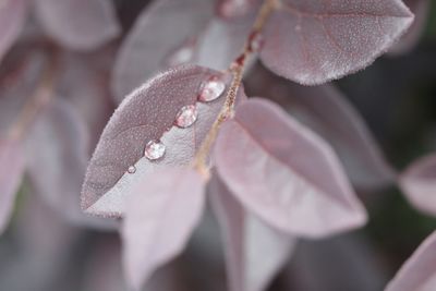 Close-up of raindrops on fresh pink rose leaves