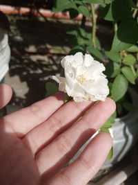 Close-up of hand holding flowering plant