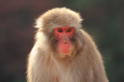 Close-up portrait of a monkey