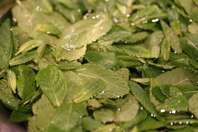 Close-up of wet plants