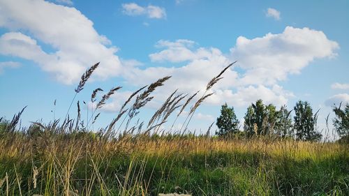 Plants growing on field against sky