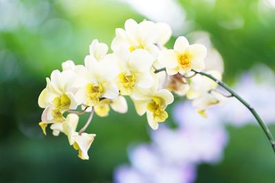 Close-up of white flowers