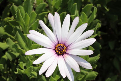 Close-up of white flower