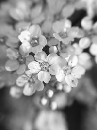 Close-up of pink flowers