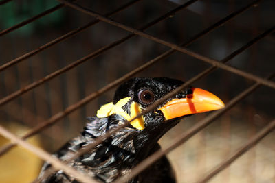 Close-up of a bird on a fence