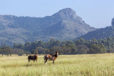 Horses in a field