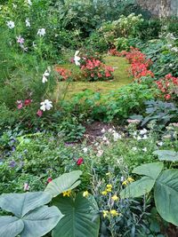 Flowering plants in garden