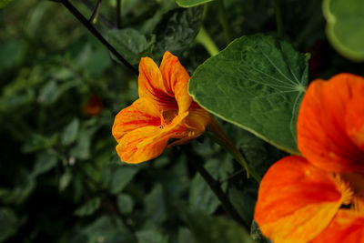 Close-up of orange flower on leaf