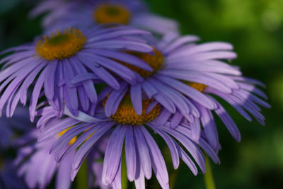Close-up of purple flower in park