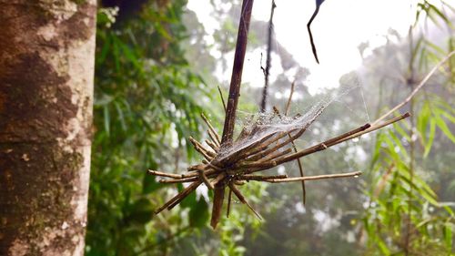 Close-up of insect on leaf