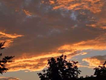 Low angle view of trees against cloudy sky