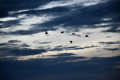 Low angle view of silhouette birds flying against sky