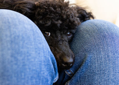 Close-up of dog relaxing on blue jeans