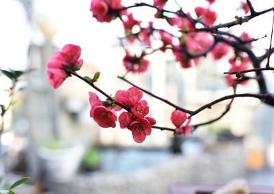 Close-up of red flowers growing on tree