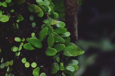 Close-up of green leaves