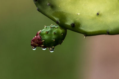 Close-up of water drop on fruit