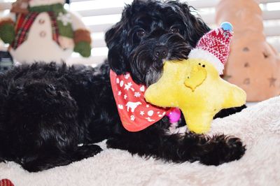 Portrait of dog with toys lying on rug at home