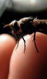 Close-up of insect on hand