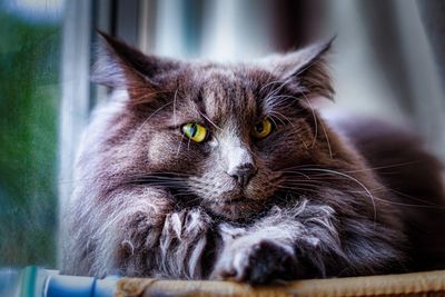 Close-up portrait of a cat